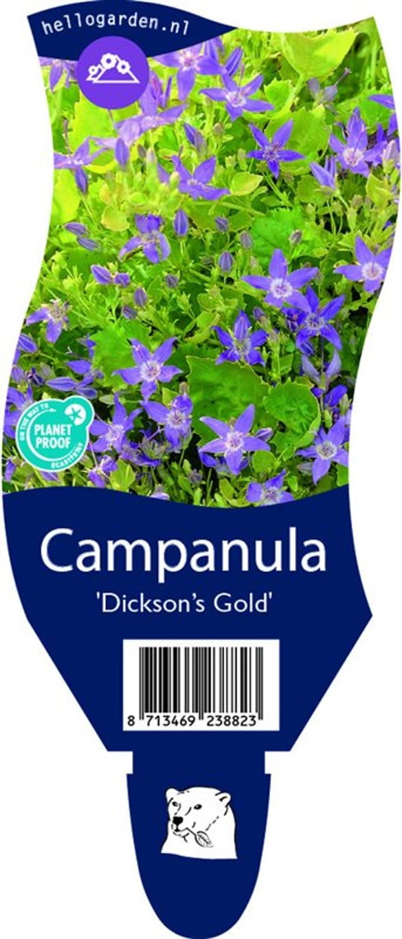 Campanula 'Dickson's Gold' - P11